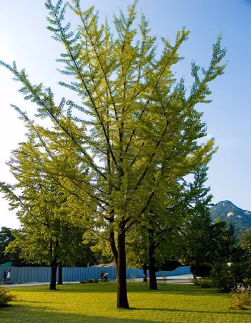 Bãi cỏ xanh mát ở hậu cung mang đến không gian trong lành. Ảnh: Travelasia.