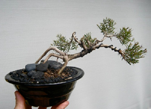 Bonsai dáng thác đổ với bộ rễ chùm bắt mắt. Ảnh: Bonsaibark.