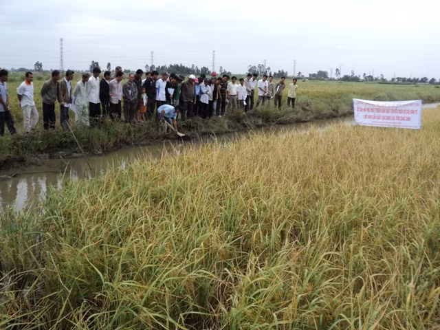 Với mức giá hiện tại 100.000-110.000 đồng/kg, người dân đã có lãi. Ảnh: Camau.