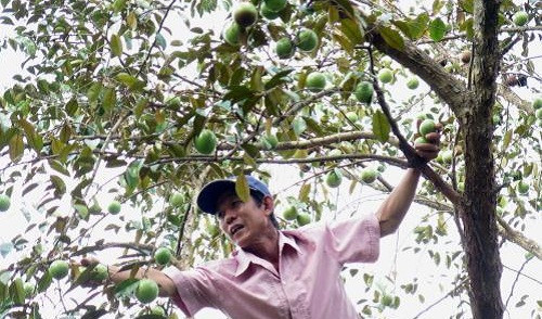 Sau khi được công nhận đạt tiêu chuẩn GlobalGAP, thương hiệu vú sữa Lò Rèn ngày càng được ưa chuộng. Ảnh: TTXVN.