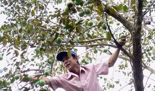 Sau khi được công nhận đạt tiêu chuẩn GlobalGAP, thương hiệu vú sữa Lò Rèn ngày càng được ưa chuộng. Ảnh: TTXVN.