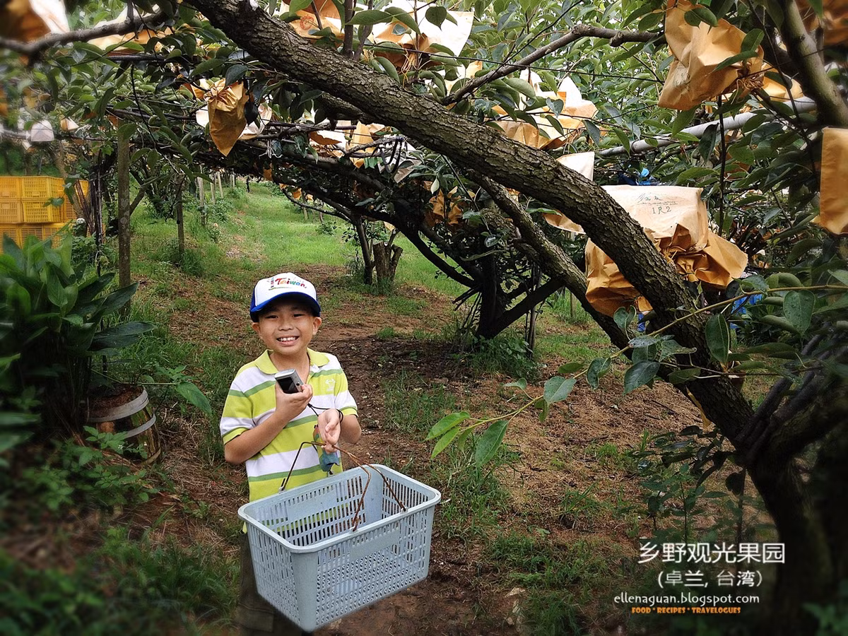 Để tránh bị sâu bọ, những quả lê được người dân bọc cẩn thận trong túi giấy. Ảnh: Cuisine Paradise.