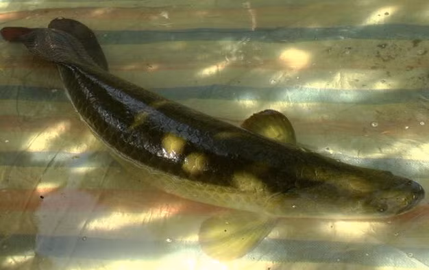 Cá hải tượng là loài cá nước ngọt lớn nhất thế giới. Với bản tính hung dữ, có thể tấn công và hạ gục con mồi trong chốc lát, cá hải tượng được mệnh danh là "quái vật vùng Amazon". Ảnh: Vietnamnet.