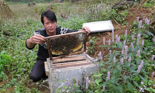 Bạc hà là cây hoa dại, hoa có màu tím hồng thu hút những bầy ong đến lấy mật để cho ra những giọt mật ngon và quý. Ảnh: Tuổi trẻ.