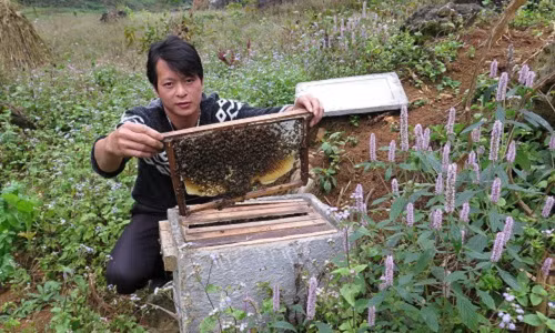 Bạc hà là cây hoa dại, hoa có màu tím hồng thu hút những bầy ong đến lấy mật để cho ra những giọt mật ngon và quý. Ảnh: Tuổi trẻ.
