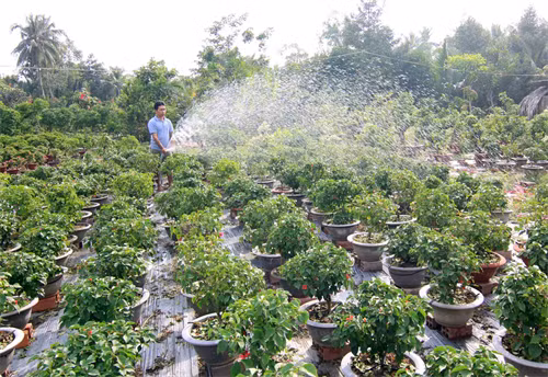 Làng hoa giấy Phú Sơn (huyện Chợ Lách, tỉnh Bến Tre) nổi tiếng khắp các tỉnh ĐBSCL vì màu sắc nổi bật và giá cả phải chăng. Ảnh: Dantocmiennui.