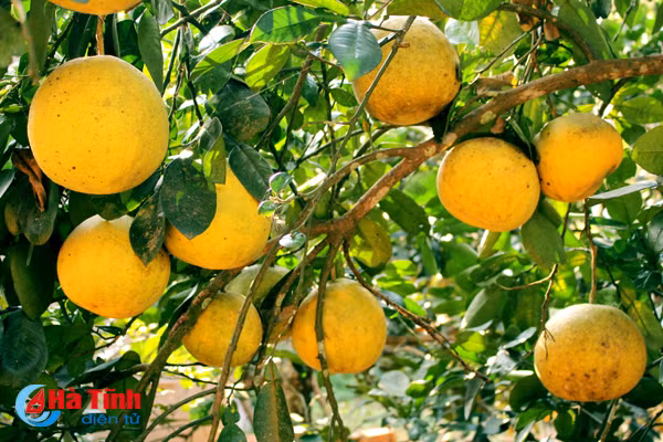 Đến nay, nhờ đầu tư chăm sóc theo hướng dẫn, cây bưởi sinh trưởng rất tốt cho thu hoạch mùa thứ 2, thứ 3; từ đó tạo động lực cho xã trồng thí điểm tại nhiều hộ gia đình khác”.