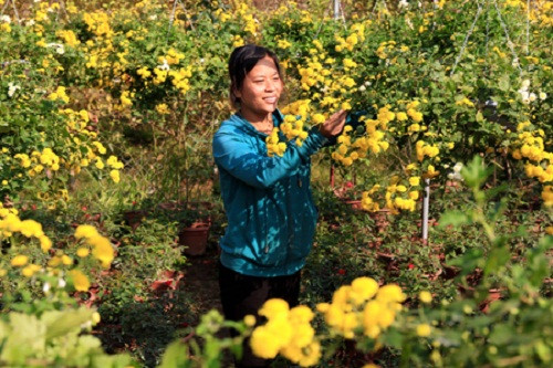 Chính vì vậy, người dân càng tất bật chăm sóc hoa, chuẩn bị cho lễ hội. Ảnh: Baohungyen.