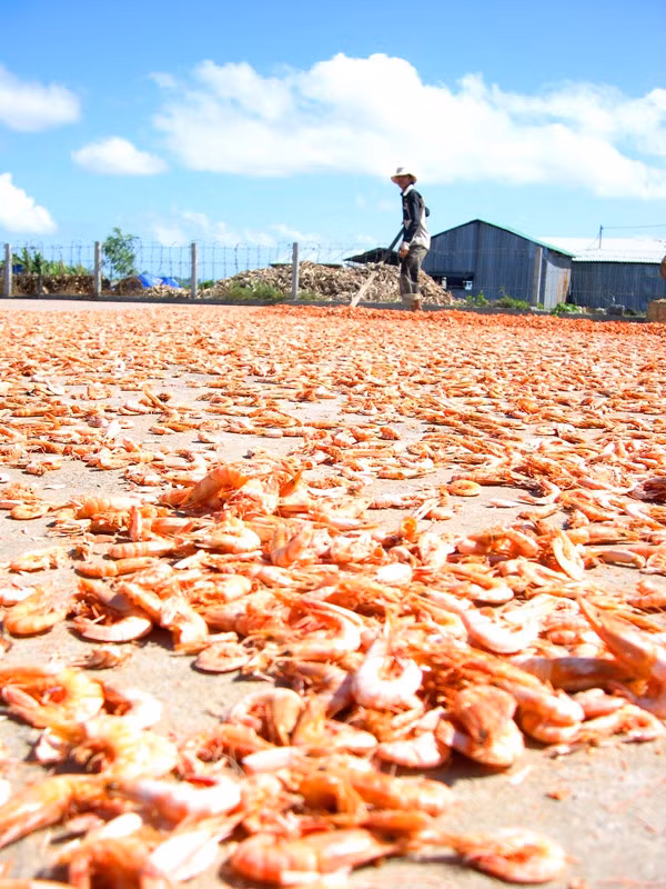 Tôm được rửa sạch rồi đem luộc sơ qua. Sau đó, tôm đem phơi cho thật khô. Ảnh: Zing.