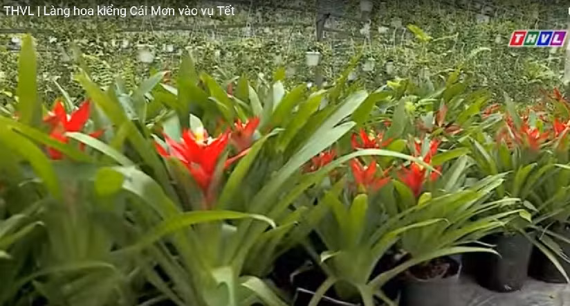 Các loại hoa treo đã có nhiều đơn đặt hàng. Ảnh: THVL.