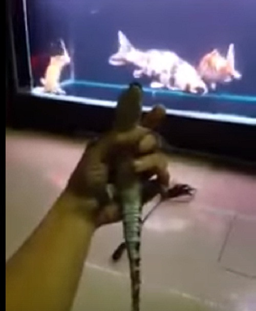 So với các loại thú cưng phổ biến, cá sấu cảnh có giá khá cao, dao động từ 500.000 - hơn 1 triệu đồng/con tùy thời điểm. Ảnh: Youtube.