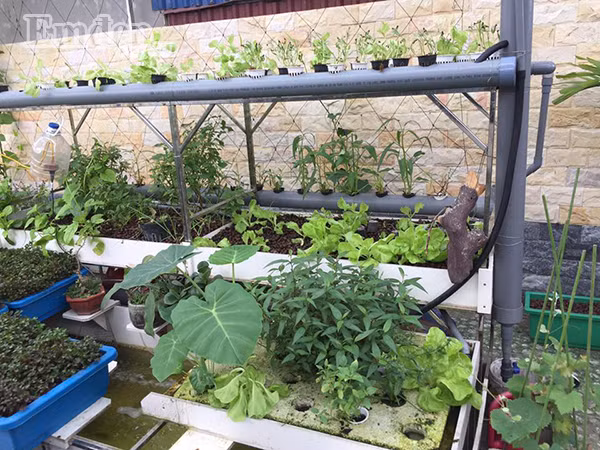 Việc áp dụng mô hình thủy canh này giúp cho vườn rau của gia đình anh đạt được năng suất cao, hạn chế được sâu bệnh, rau vừa đảm bảo sạch theo tiêu chuẩn lại vừa tiết kiệm được thời gian trồng và chăm sóc cho cây. Do trồng trực tiếp vào môi trường dinh dưỡng trên các giá thể nên nhanh được thu hoạch, cây mập mạp hơn so với trồng thổ canh truyền thống. Sau mỗi vụ, anh Long cũng không mất thời gian làm đất và diệt sâu bệnh.