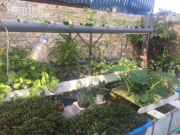 Phương pháp Aquaponics được anh áp dụng bởi ưu điểm không dùng hóa chất để cung cấp dinh dưỡng cho cây mà chỉ sử dụng phân cá sẵn có trong nước nên hoàn toàn tự nhiên. Aquaponics hoạt động theo nguyên tắc tuần hoàn nước giữa ao cá và vườn rau nên cũng không cần tốn nhiều công chăm sóc.
