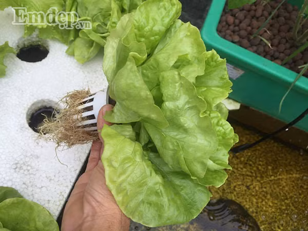 Với khoảng diện tích 40m2, anh Long đã biến khoảng sân thượng của gia đình trở thành một vườn rau xanh tốt mơn mởn cùng với ao cá vô cùng xinh xắn.