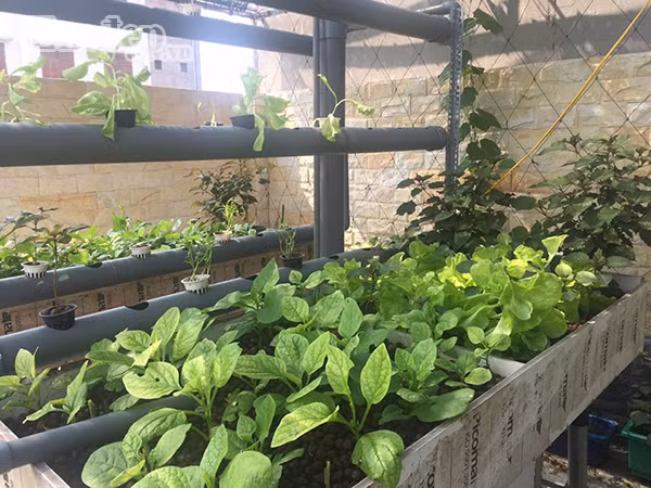 Anh Long cho biết, anh cũng mới bắt đầu trồng vườn rau xanh được gần một năm. Sau một lần vô tình biết đến mô hình Aquaponics của nước ngoài, anh cảm thấy trồng rau theo phương pháp này rất thú vị và hợp lý.