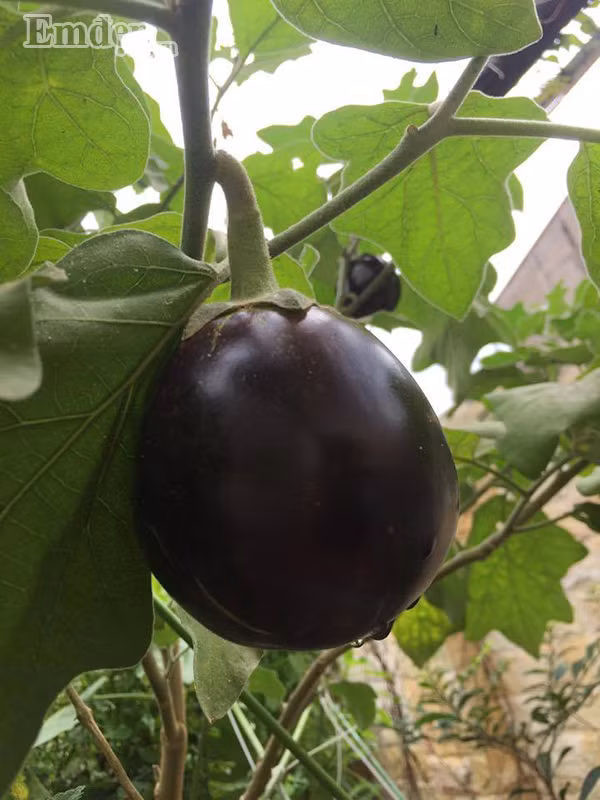 Hành trình kể từ khi bắt đầu với mô hình độc đáo này dường như không gặp quá nhiều khó khăn đối với anh.“Mọi thứ bắt đầu khá suôn sẻ, tất cả các cây mà nông nghiệp truyền thống phải trồng bằng đất đều phát triển tốt ở môi trường này nếu chúng được trồng ngay từ nhỏ”, anh Long chia sẻ.