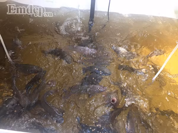 Anh trồng tất cả các loại rau, từ các loại rau như mùng tơi, rau cải, rau muống, xà lách,... cho đến đậu bắp, cà chua và cà tím. Mùa nào thức ấy, vườn rau của anh luôn tràn ngập màu xanh tươi.