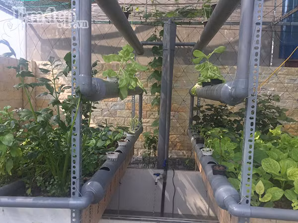 Vì quá đam mê nên anh đã tự mày mò, học hỏi và quyết tâm xây dựng nên một khu vườn xanh ngắt trên sân thượng theo mô hình này.