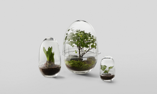 Chỉ cần một ít đất tơi xốp, một hình thủy tinh có nắp đậy là bạn sở hữu ngay một chậu bonsai mini xinh xắn. Ảnh: Gardenista.