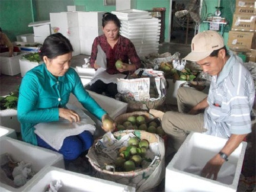 Ngoài ra, đơn vị đóng gói sản phẩm được Mỹ chứng nhận đáp ứng yêu cầu và nhà máy chiếu xạ cho trái vú sữa phải được phía Mỹ chứng nhận. Ảnh: Báo Ấp Bắc.