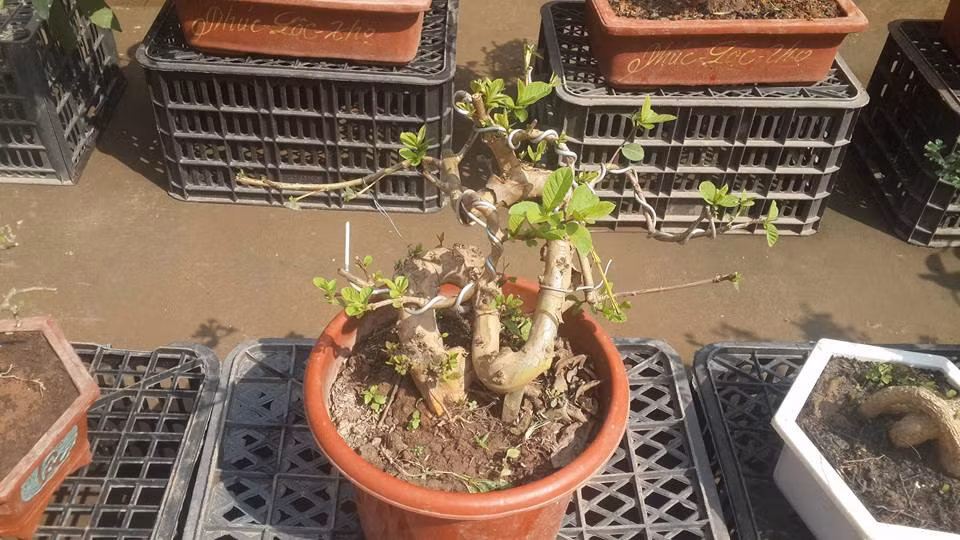 Chậu bonsai dáng chữ "S" tựa rồng lượn.