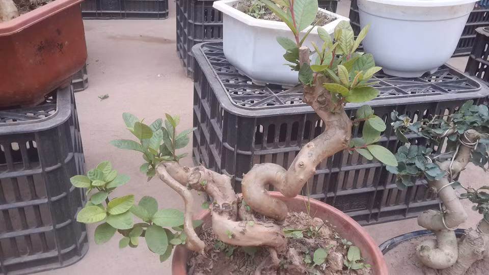 Để tạo thành những gốc ổi bonsai hoàn thiện, có tính thẩm mỹ, các nghệ nhân phải bỏ ra không ít thời gian và công sức.
