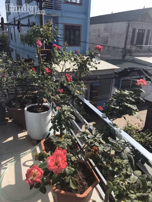 Sau một thời gian tự đúc rút kinh nghiệm trong quá trình chăm bón và học hỏi thêm được từ các anh chị trong các nhóm hội yêu hoa, chị Thảo mới sưu tầm thêm các giống hồng ngoại và nội yêu cầu kĩ thuật cao hơn.