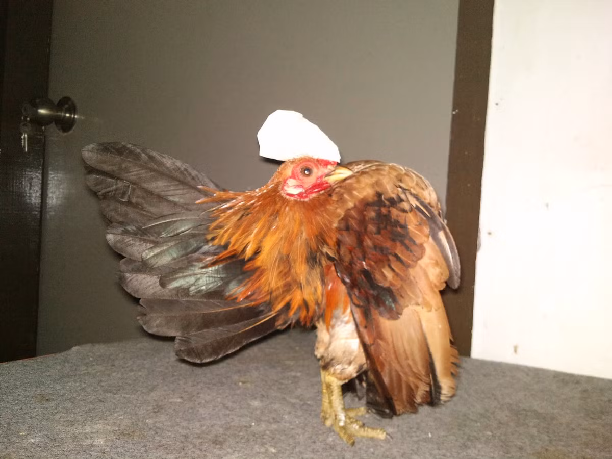 Là giống gà nhẹ nhất thế giới (trọng lượng 500g) nhưng mỗi con gà Serama trưởng thành có giá từ 600 USD đến hơn 1.400 USD. Giá gà con khoảng 2,5 triệu đồng/cặp. Ảnh: Vuaga.