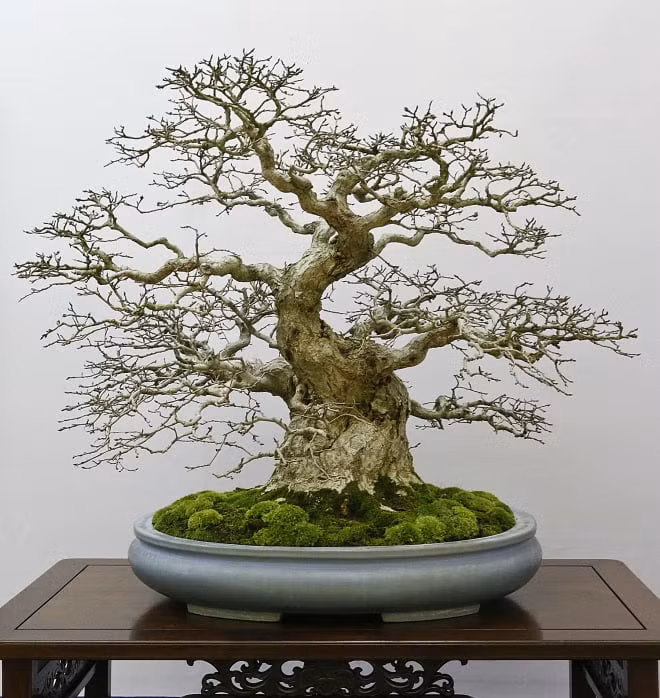 Giá trị của chậu bonsai nằm ở gốc cây cổ thụ.
