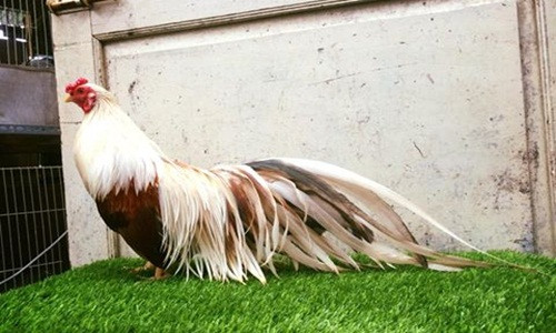 Gà tre Nhật vốn là giống gà kiểng xưa, được vua chúa, quý tộc Nhật Bản ưa thích. Gà tre Tân Châu được các tay chơi săn lùng làm gà cảnh bởi bộ lông sặc sỡ, đuôi dài bắt mắt. Ảnh: Traigatretanchauhanoi.