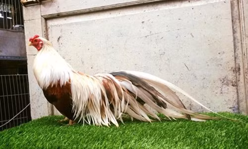 Gà tre Nhật vốn là giống gà kiểng xưa, được vua chúa, quý tộc Nhật Bản ưa thích. Gà tre Tân Châu được các tay chơi săn lùng làm gà cảnh bởi bộ lông sặc sỡ, đuôi dài bắt mắt. Ảnh: Traigatretanchauhanoi.