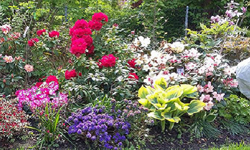 Với diện tích đất khá rộng khoảng 500m2, chị Trang bố trí trồng đủ các loài hoa như hoa hồng, hoa tulip, hoa cẩm tu cầu, hoa trà, hoa ly, hoa dâm bụt, hoa lavender, oải hương,... Bởi niềm đam mê hoa mãnh liệt nên mọi góc nhỏ trong khu vườn nhà chị đều đẹp rực rỡ và tỏa ngát hương thơm.