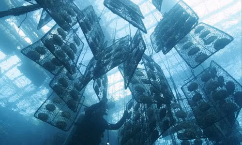 Trai nuôi lấy ngọc thường được xếp lỏng lẻo vào các giỏ hoặc lưới, treo thẳng đứng xuống tới độ sâu 6 mét so với mặt nước. Ảnh: Avax.