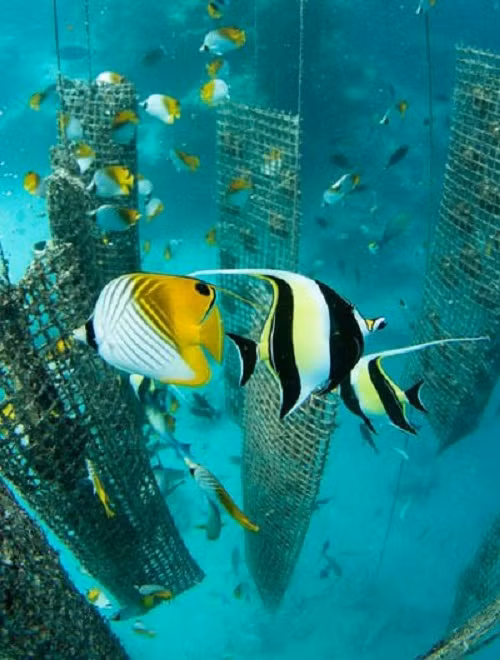 Những chiếc lồng nuôi trai dưới đáy biển. Ảnh: NatGeo.