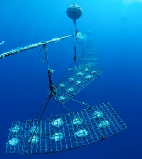 Trai nuôi lấy ngọc thường sống trong vài năm. Ảnh: NatGeo.