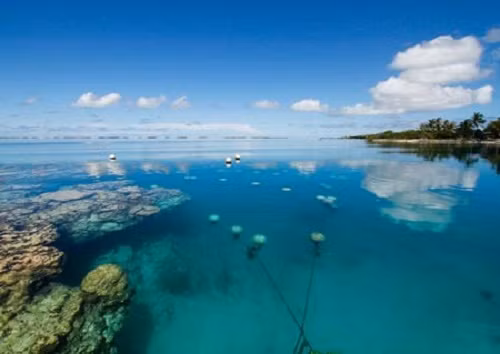 Khu nuôi cấy ngọc trai thường nằm sâu dưới đáy biển. Ảnh: NatGeo.