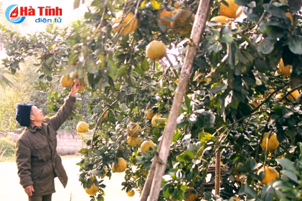 Anh Nguyễn Chí Thanh - cán bộ phụ trách nông nghiệp xã Đức Lập cho biết: “Gia đình ông Linh là một trong những hộ đầu tiên trồng thử nghiệm cây bưởi Diễn vào năm 2014 theo chính sách của xã.