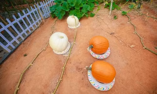 Để tránh sâu bệnh và giúp bí phát triển, người trồng đặt những quả bí lên các miếng xốp hoặc lốp xe, trang trí họa tiết nhiều màu sắc ngộ nghĩnh. Ảnh: Yeah.