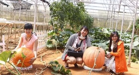 Những trái bí khổng lồ nặng từ 40-80kg, thậm chí có quả nặng tới 100kg. Ảnh: Dalattrip.