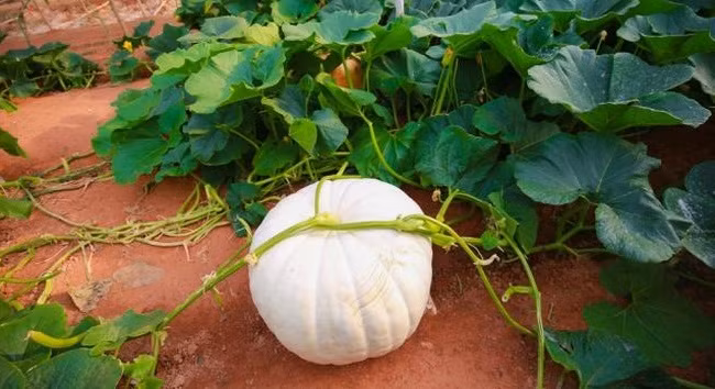 Cây bí khổng lồ ở Đà Lạt phát triển nhanh, thân dây to bằng 3 ngón tay người lớn, đường kính lá lên tới 50cm. Ảnh: Yeah.