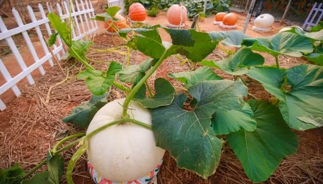 Bí ngô khổng lồ của ông Phan có hai màu trắng và đỏ. Ảnh: Yeah.