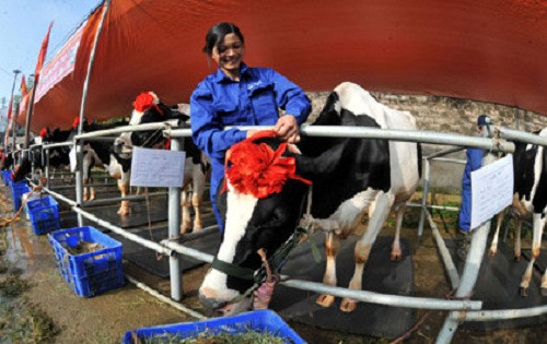Điều này cũng không có gì khó hiểu bởi bò sữa đã giúp họ đổi đời. Ảnh: Hanoimoi.