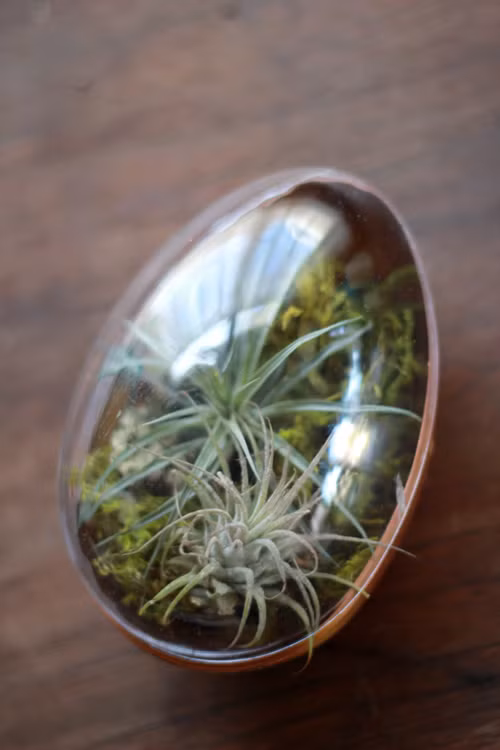 Những chậu bonsai này có thể trang trí trên bàn phòng khách, phòng ăn, góc làm việc...Ảnh: Thehousethatlarsbuilt.