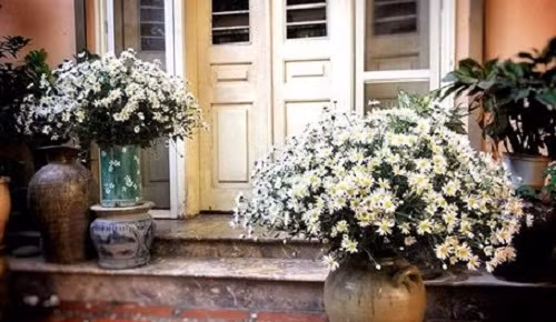 Trang trí hiên nhà với cúc họa mi. Ảnh: Em đẹp.