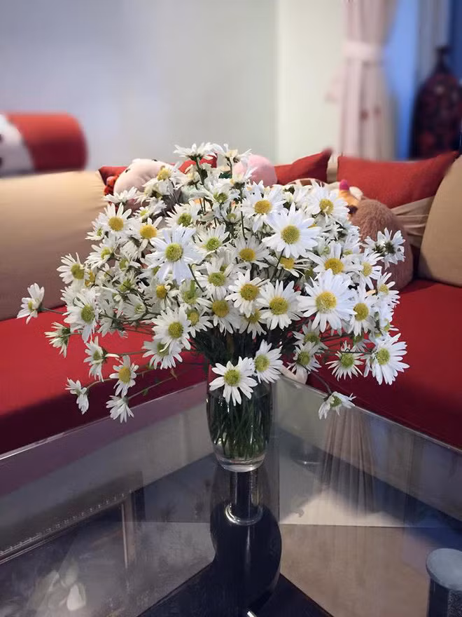 Cúc họa mi cắm trong bình thủy tinh trên bàn trà cho không gian phòng khách ấm cúng và rạng rỡ. Ảnh: FB Thủy Nguyễn.