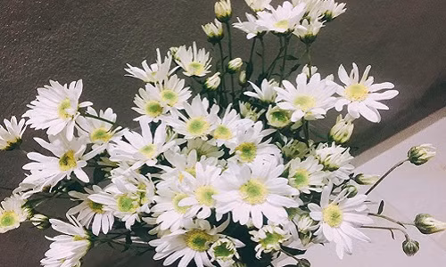 Góc nhà bừng sáng và xinh tươi. Ảnh: FB Quỳnh Hoa.