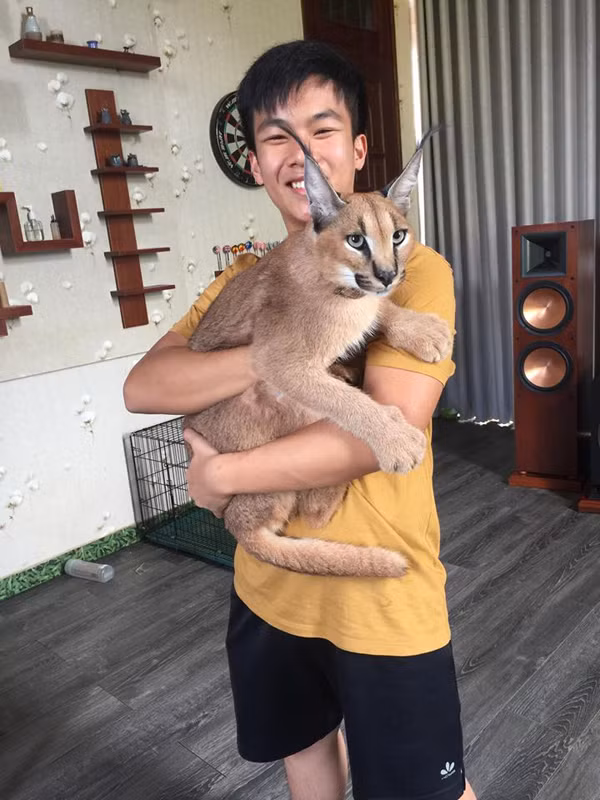 Mỗi bé Linh miêu tai đen có giá khoảng 200 triệu.