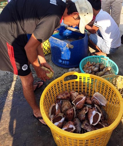 Ốc hoàng đế được thương lái mua ngay sau khi thợ lặn vừa lên bờ với giá từ 100.000-140.000 đồng/kg tuỳ kích cỡ. (Ảnh: Báo NNVN)