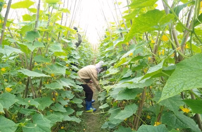 Thời điểm này, bà con nông dân huyện Anh Sơn đang tất bật vào mùa thu hoạch dưa chuột vụ đông.