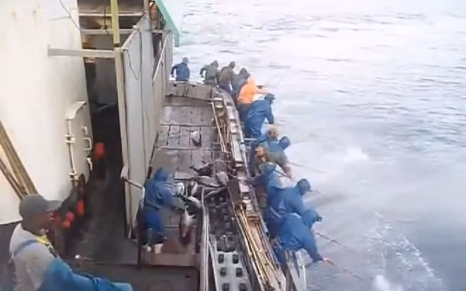 Và mỗi lần ra khơi là phải huy động cả một đội quân hùng hậu. Ảnh: cắt từ clip của Minashops.